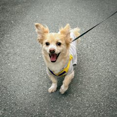 강아지 구름이 - Feedbuddi 마스코트